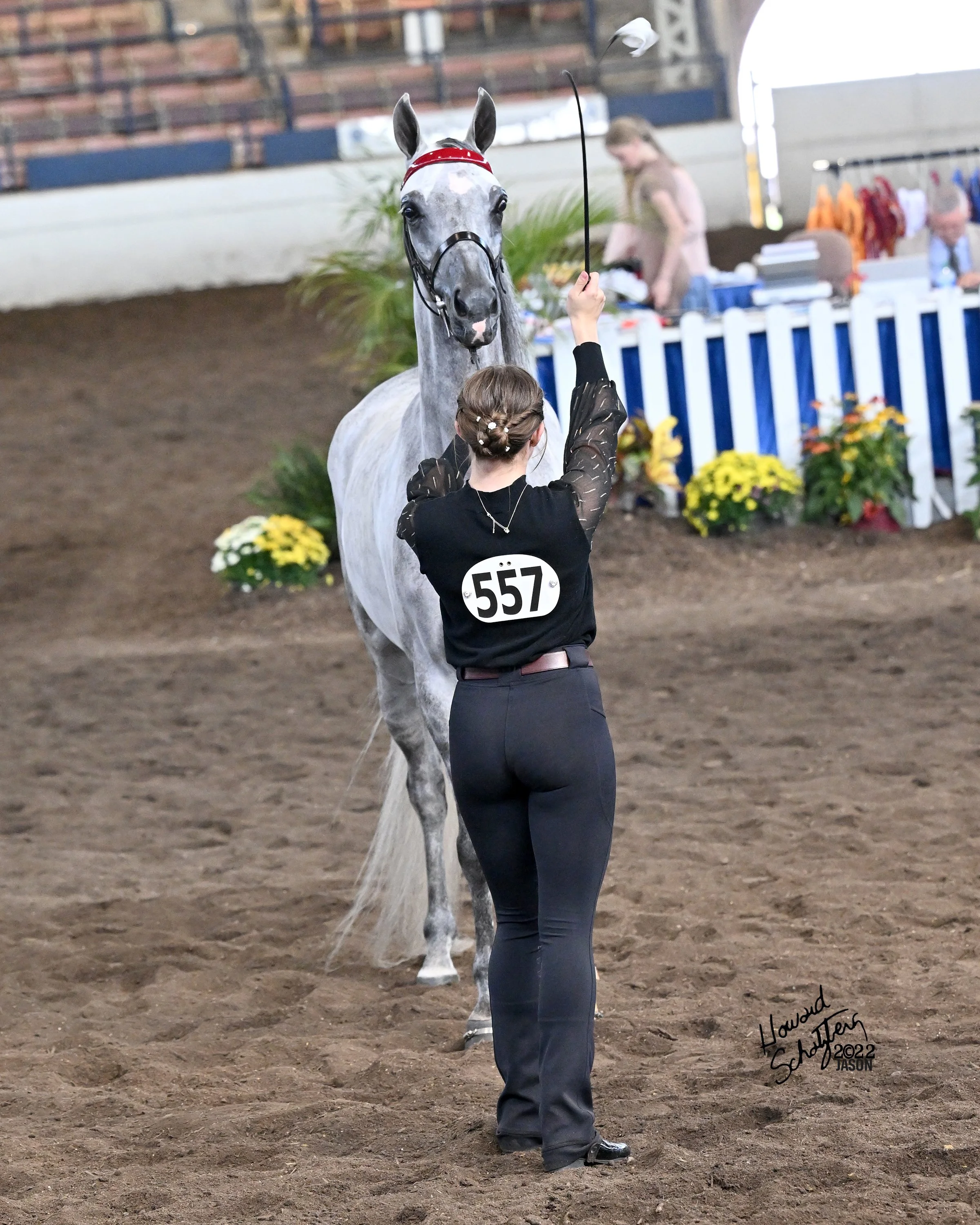 National Show Horse