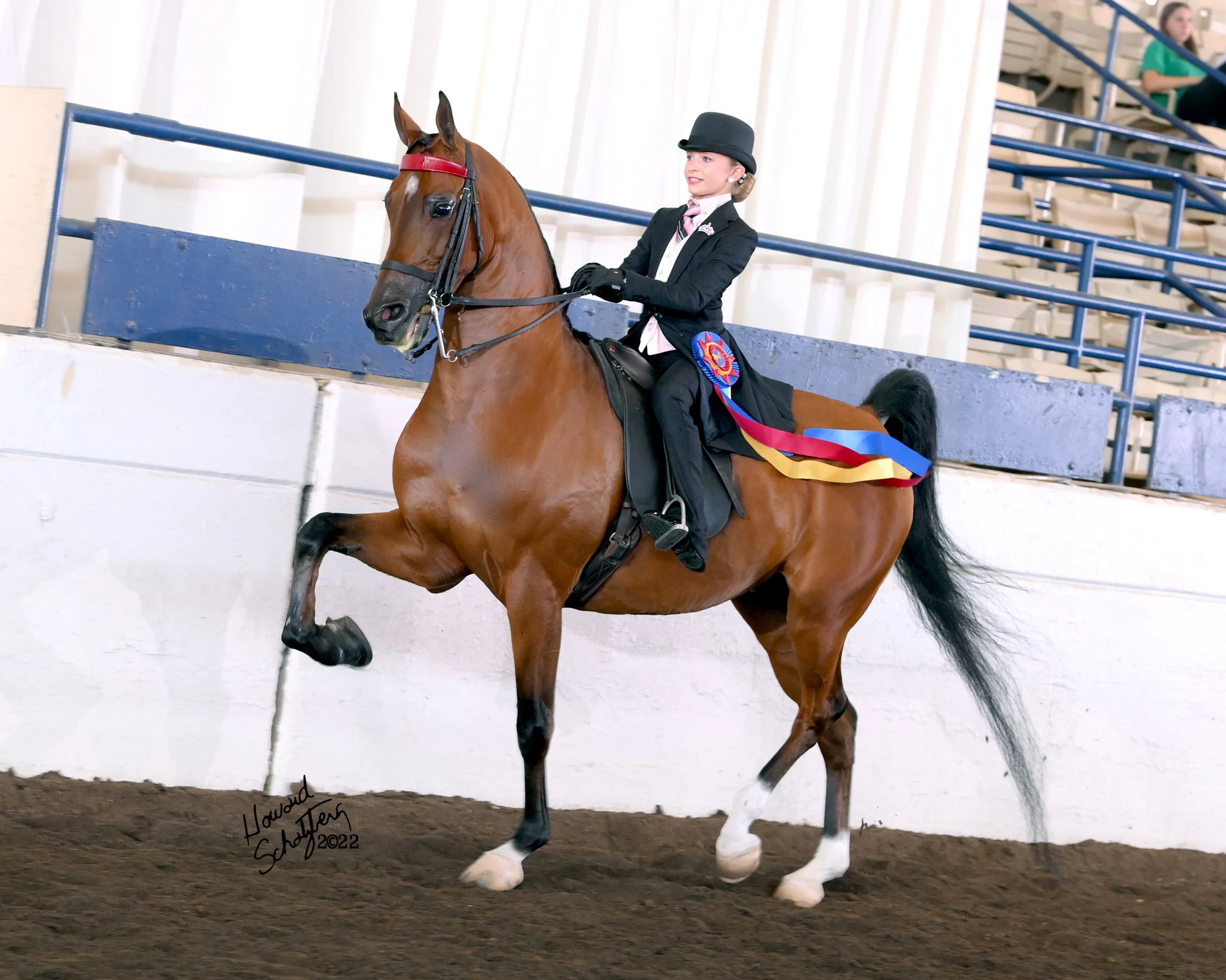 National Show Horse