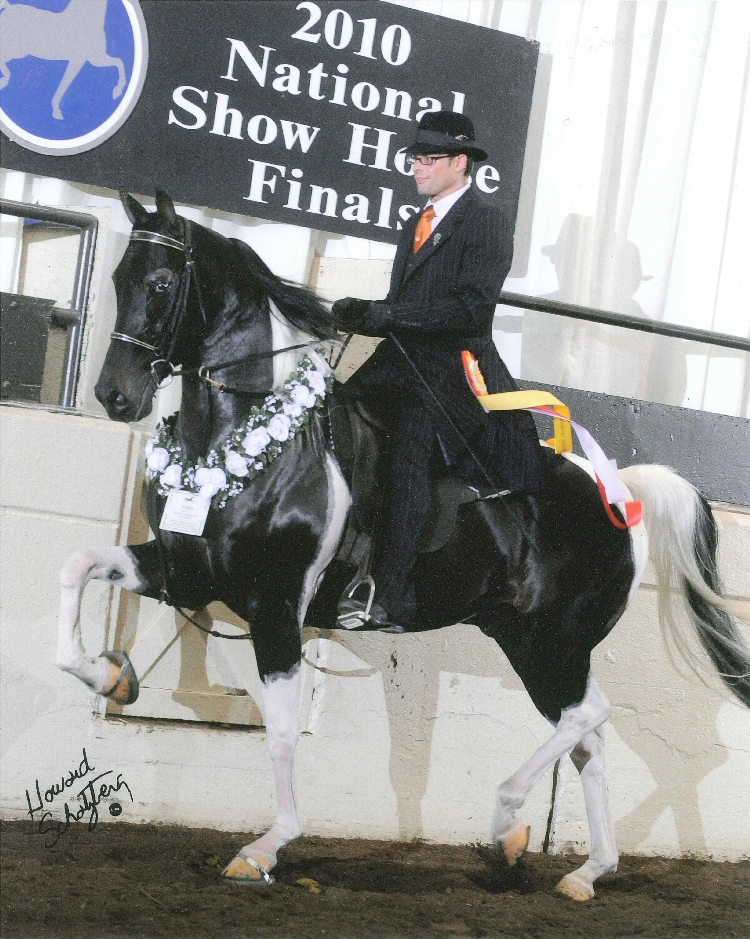 National Show Horse Pinto